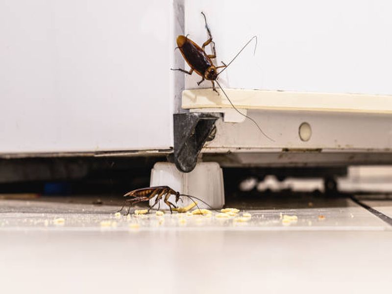 The Ultimate Guide to Effective Bed Bug Pest Control in Sydney